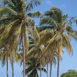 Palmtrees in Varadero